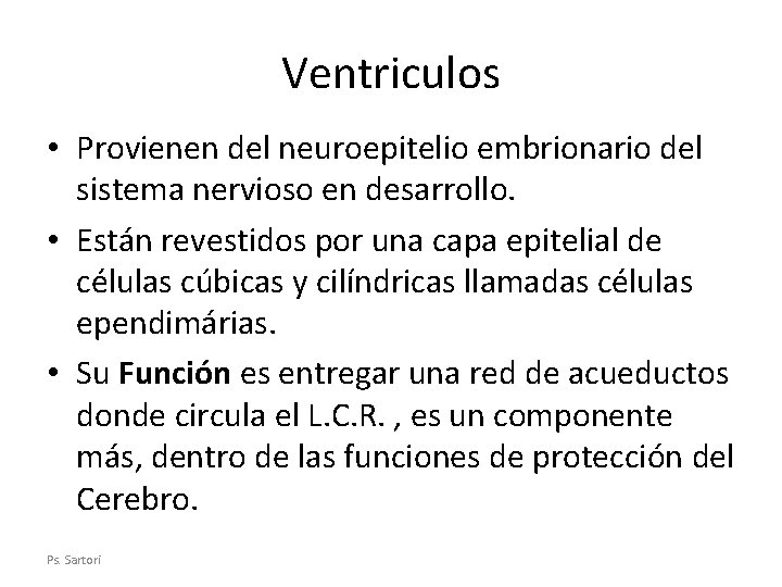 Ventriculos • Provienen del neuroepitelio embrionario del sistema nervioso en desarrollo. • Están revestidos