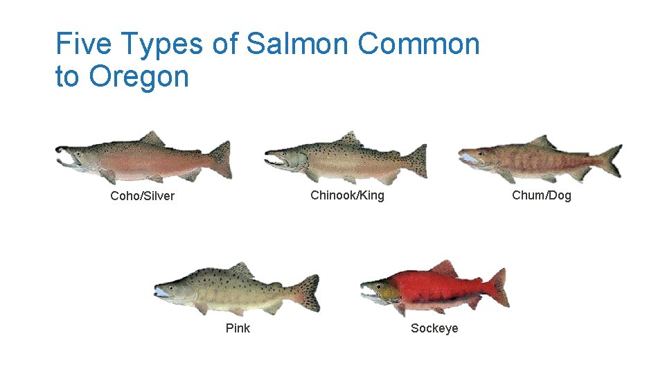 Five Types of Salmon Common to Oregon Chum/Dog Chinook/King Coho/Silver Pink Sockeye 