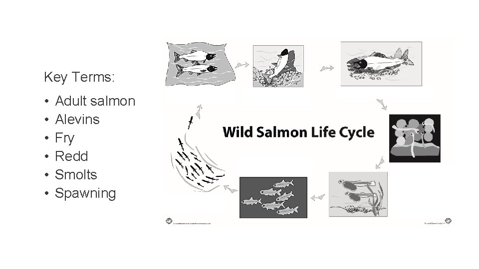 Key Terms: • • • Adult salmon Alevins Fry Redd Smolts Spawning 