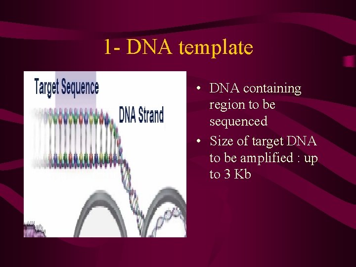 1 - DNA template • DNA containing region to be sequenced • Size of