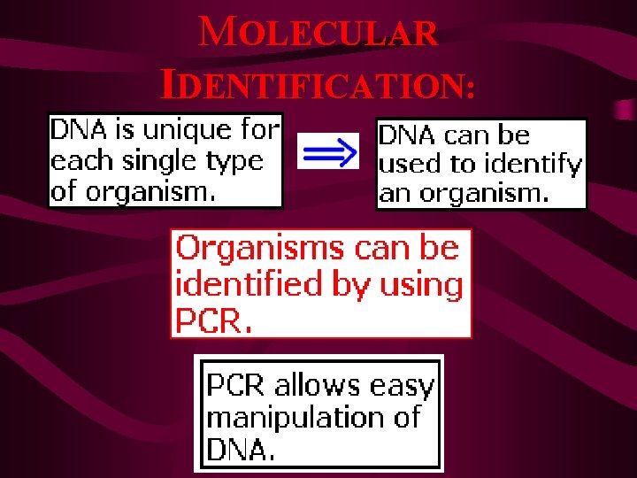 MOLECULAR IDENTIFICATION: 