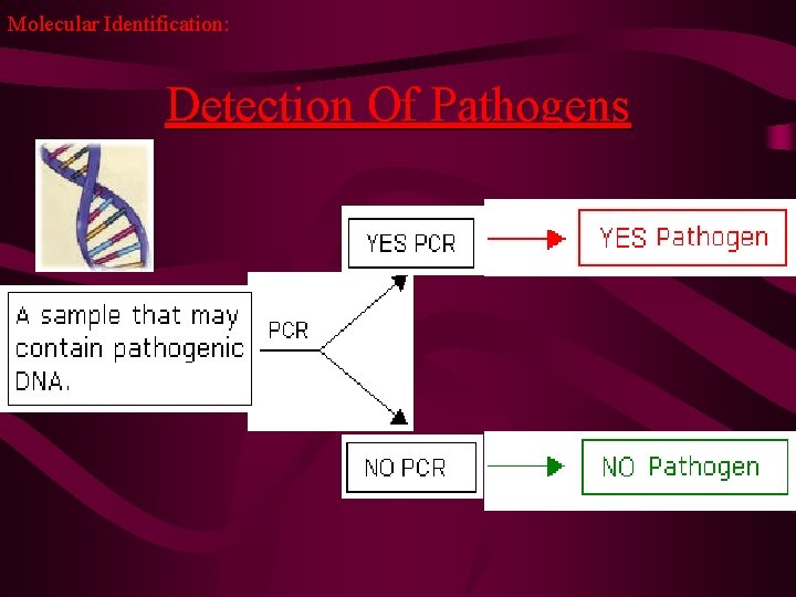 Molecular Identification: Detection Of Pathogens 