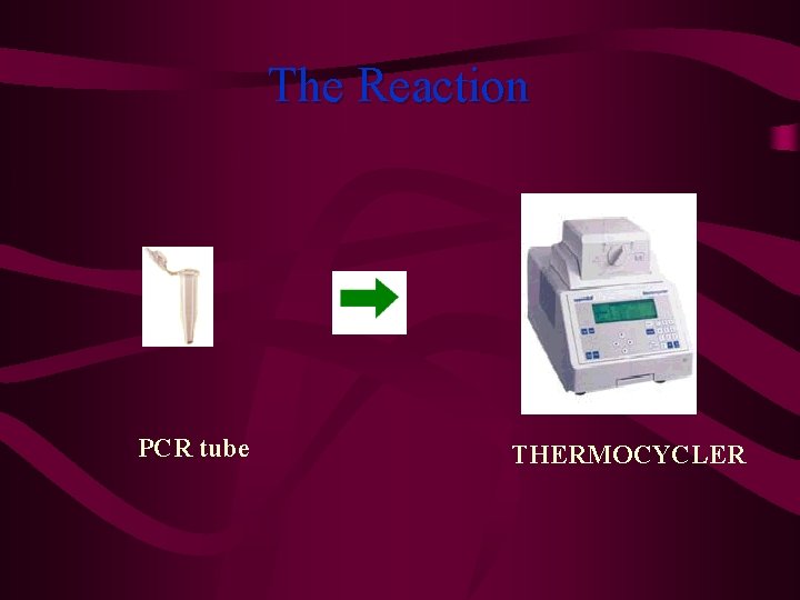 The Reaction PCR tube THERMOCYCLER 