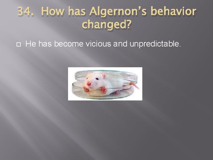 34. How has Algernon’s behavior changed? He has become vicious and unpredictable. 