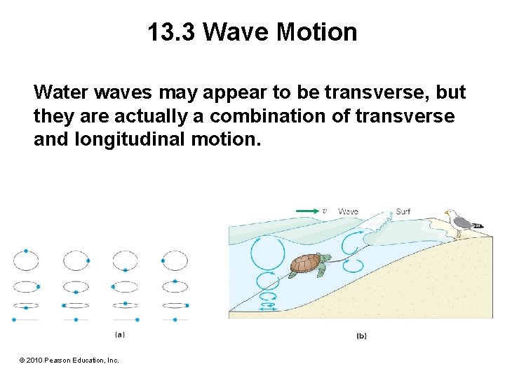 13. 3 Wave Motion Water waves may appear to be transverse, but they are 13. 3 Wave Motion Water waves may appear to be transverse, but they are