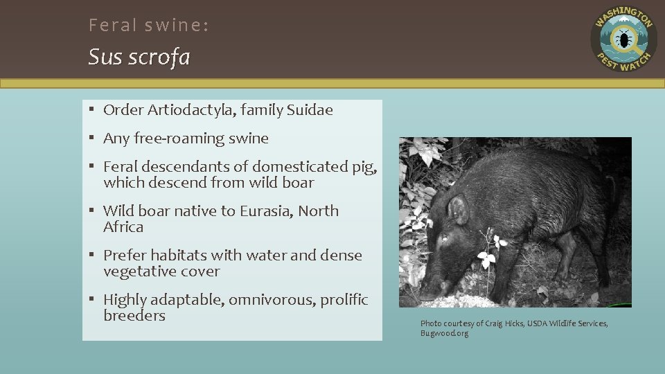 Feral swine: Sus scrofa ▪ Order Artiodactyla, family Suidae ▪ Any free-roaming swine ▪