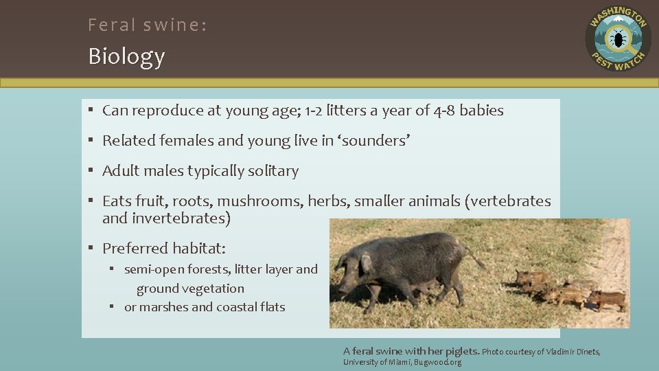 Feral swine: Biology ▪ Can reproduce at young age; 1 -2 litters a year