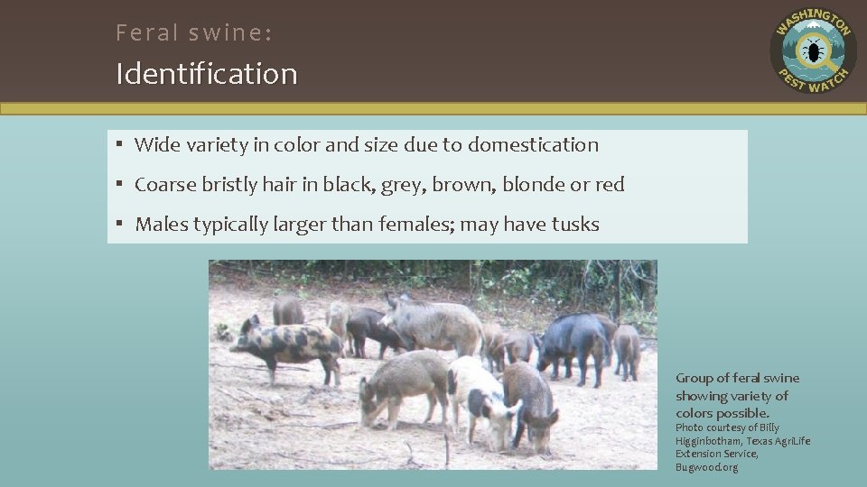 Feral swine: Identification ▪ Wide variety in color and size due to domestication ▪