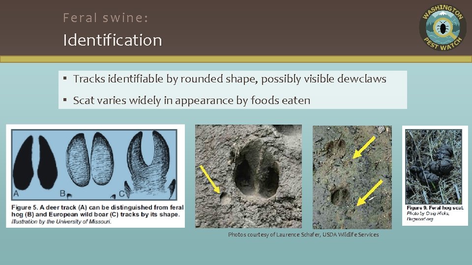 Feral swine: Identification ▪ Tracks identifiable by rounded shape, possibly visible dewclaws ▪ Scat