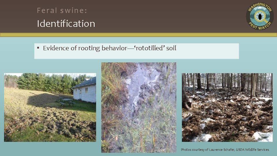 Feral swine: Identification ▪ Evidence of rooting behavior—‘rototilled’ soil Photos courtesy of Laurence Schafer,