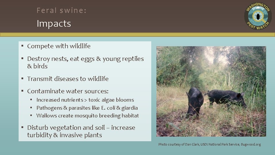 Feral swine: Impacts ▪ Compete with wildlife ▪ Destroy nests, eat eggs & young