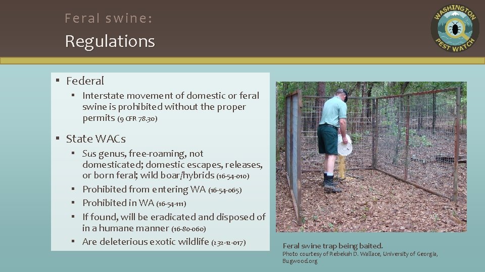 Feral swine: Regulations ▪ Federal ▪ Interstate movement of domestic or feral swine is