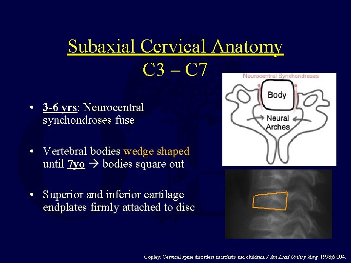 Subaxial Cervical Anatomy C 3 – C 7 • 3 -6 yrs: Neurocentral synchondroses