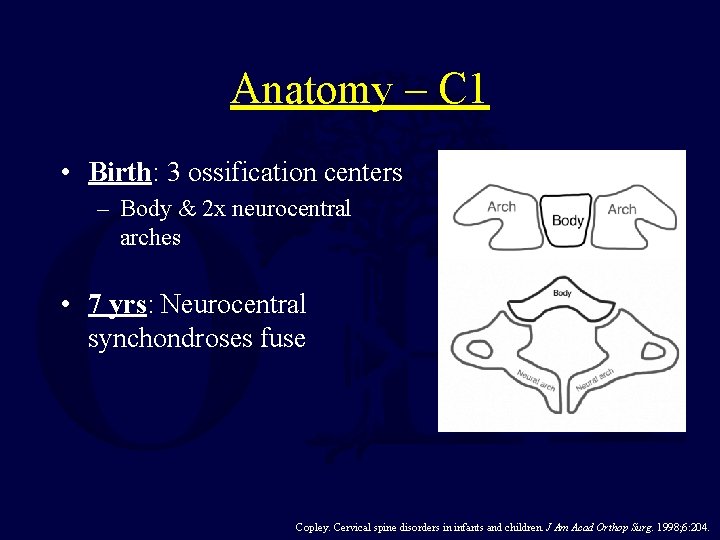 Anatomy – C 1 • Birth: 3 ossification centers – Body & 2 x