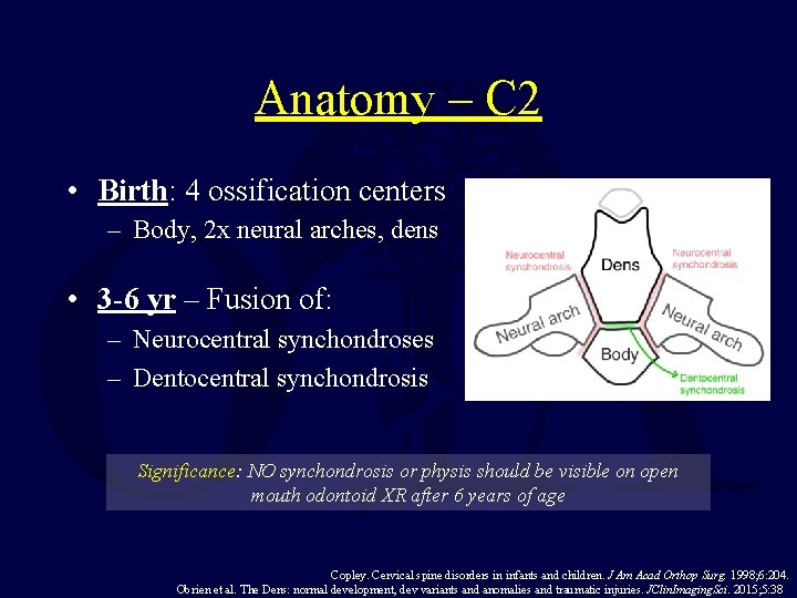 Anatomy – C 2 • Birth: 4 ossification centers – Body, 2 x neural