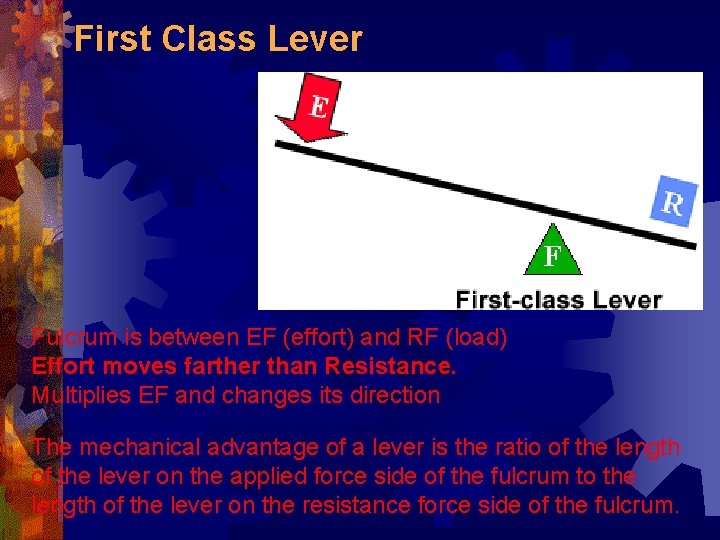 First Class Lever Fulcrum is between EF (effort) and RF (load) Effort moves farther