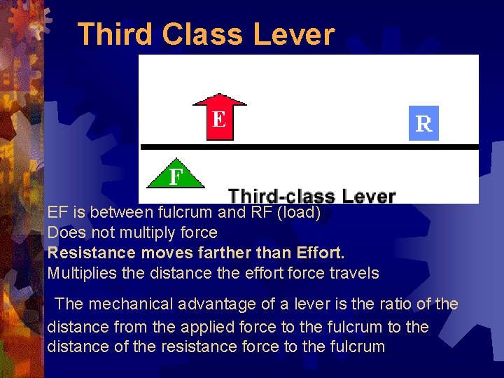 Third Class Lever EF is between fulcrum and RF (load) Does not multiply force