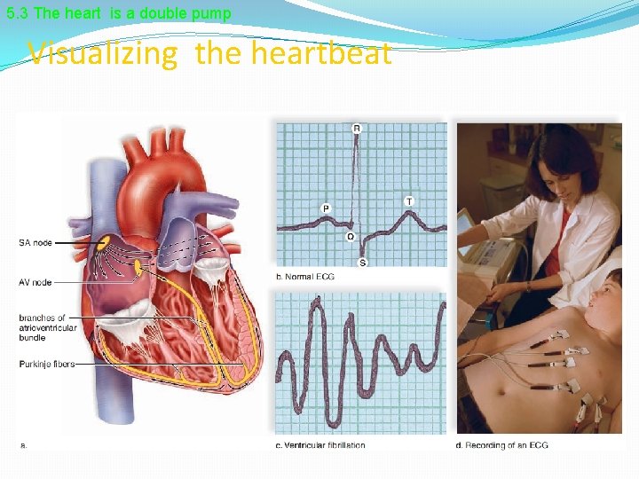 5. 3 The heart is a double pump Visualizing the heartbeat 