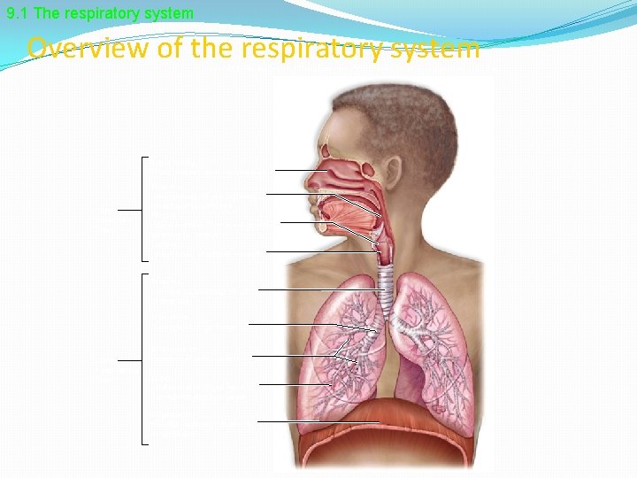 9. 1 The respiratory system Overview of the respiratory system Copyright © The Mc.