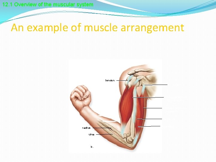 12. 1 Overview of the muscular system An example of muscle arrangement tendon origin