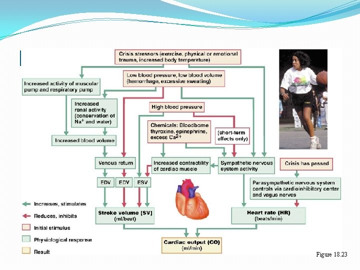 Regulation of Cardiac Output Figure 18. 23 