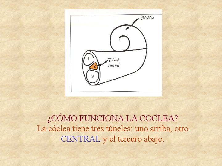 ¿CÓMO FUNCIONA LA COCLEA? La cóclea tiene tres túneles: uno arriba, otro CENTRAL y