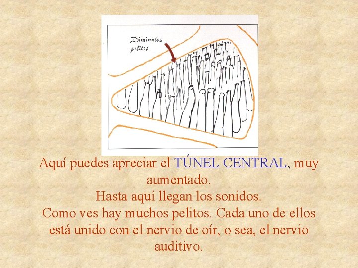 Aquí puedes apreciar el TÚNEL CENTRAL, muy aumentado. Hasta aquí llegan los sonidos. Como