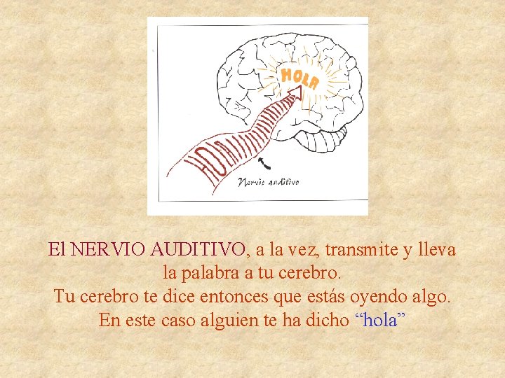 El NERVIO AUDITIVO, a la vez, transmite y lleva la palabra a tu cerebro.