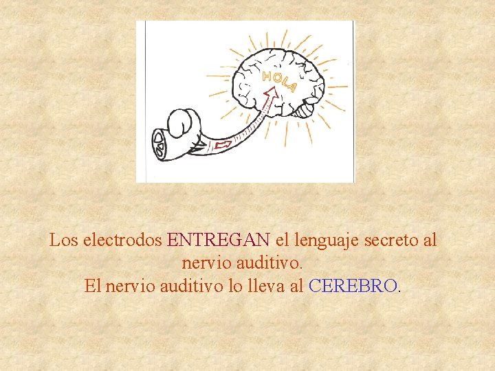 Los electrodos ENTREGAN el lenguaje secreto al nervio auditivo. El nervio auditivo lo lleva