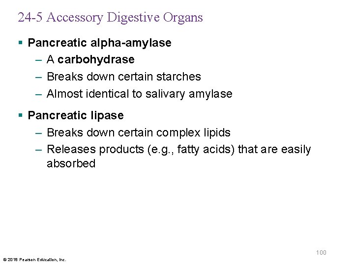 24 -5 Accessory Digestive Organs § Pancreatic alpha-amylase – A carbohydrase – Breaks down