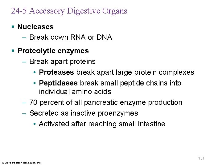 24 -5 Accessory Digestive Organs § Nucleases – Break down RNA or DNA §