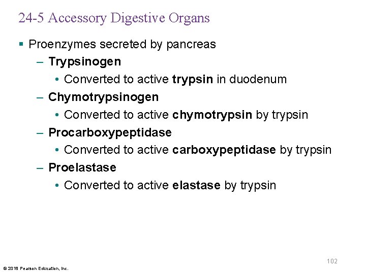 24 -5 Accessory Digestive Organs § Proenzymes secreted by pancreas – Trypsinogen • Converted