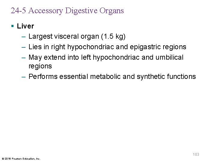 24 -5 Accessory Digestive Organs § Liver – Largest visceral organ (1. 5 kg)