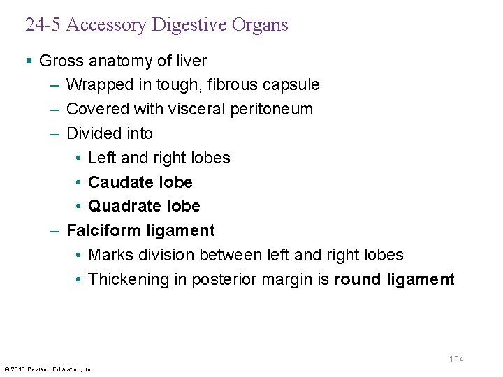 24 -5 Accessory Digestive Organs § Gross anatomy of liver – Wrapped in tough,