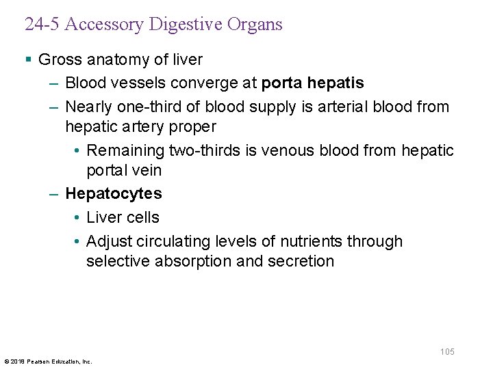 24 -5 Accessory Digestive Organs § Gross anatomy of liver – Blood vessels converge