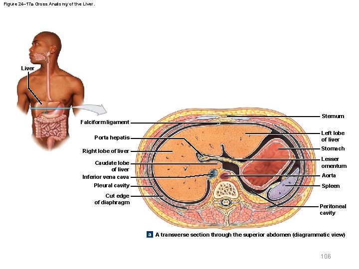 Figure 24– 17 a Gross Anatomy of the Liver Falciform ligament Sternum Porta hepatis