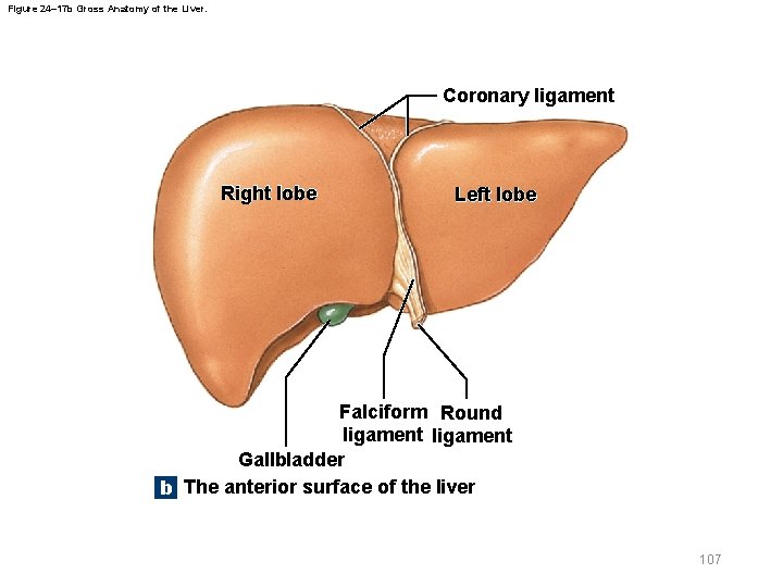 Figure 24– 17 b Gross Anatomy of the Liver. Coronary ligament Right lobe Left