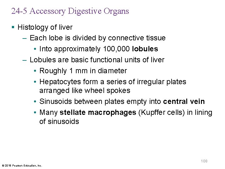 24 -5 Accessory Digestive Organs § Histology of liver – Each lobe is divided