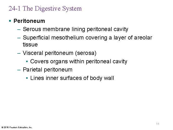 24 -1 The Digestive System § Peritoneum – Serous membrane lining peritoneal cavity –
