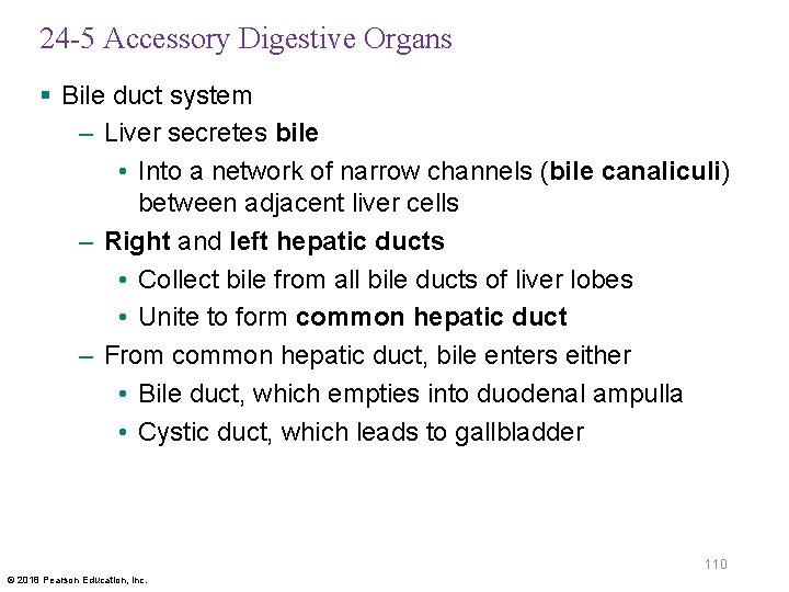 24 -5 Accessory Digestive Organs § Bile duct system – Liver secretes bile •