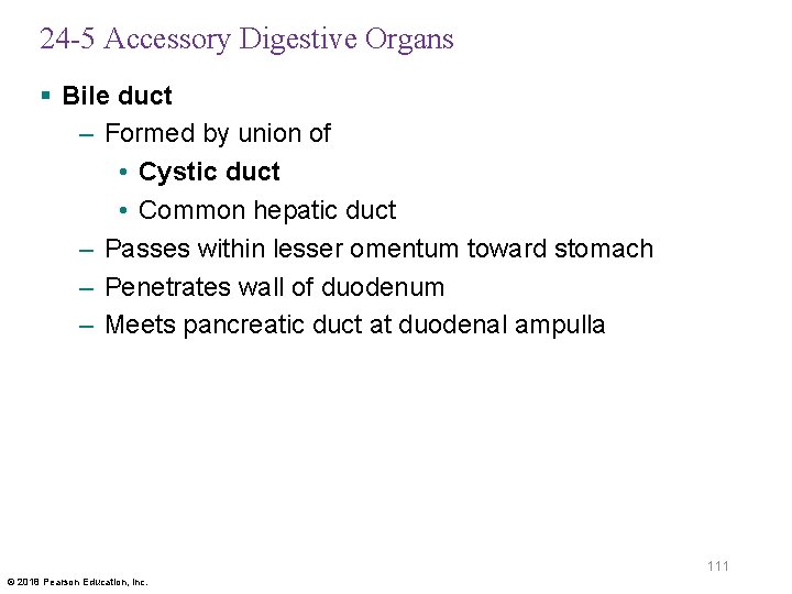 24 -5 Accessory Digestive Organs § Bile duct – Formed by union of •