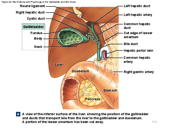 Figure 24– 19 a Anatomy and Physiology of the Gallbladder and Bile Ducts. Round