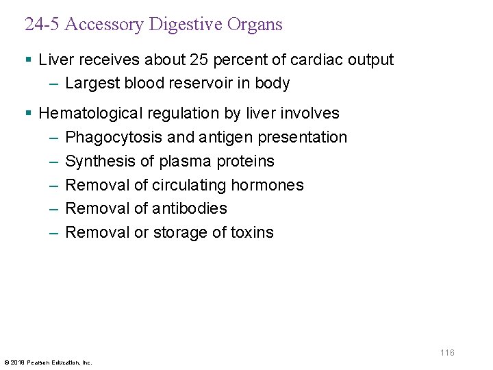24 -5 Accessory Digestive Organs § Liver receives about 25 percent of cardiac output
