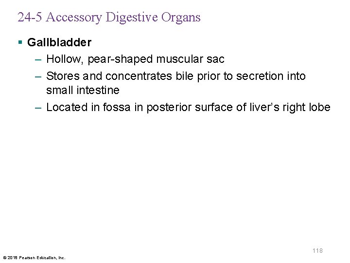 24 -5 Accessory Digestive Organs § Gallbladder – Hollow, pear-shaped muscular sac – Stores