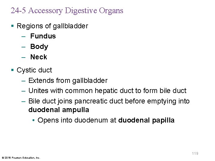24 -5 Accessory Digestive Organs § Regions of gallbladder – Fundus – Body –