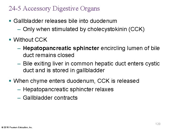 24 -5 Accessory Digestive Organs § Gallbladder releases bile into duodenum – Only when