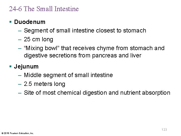 24 -6 The Small Intestine § Duodenum – Segment of small intestine closest to