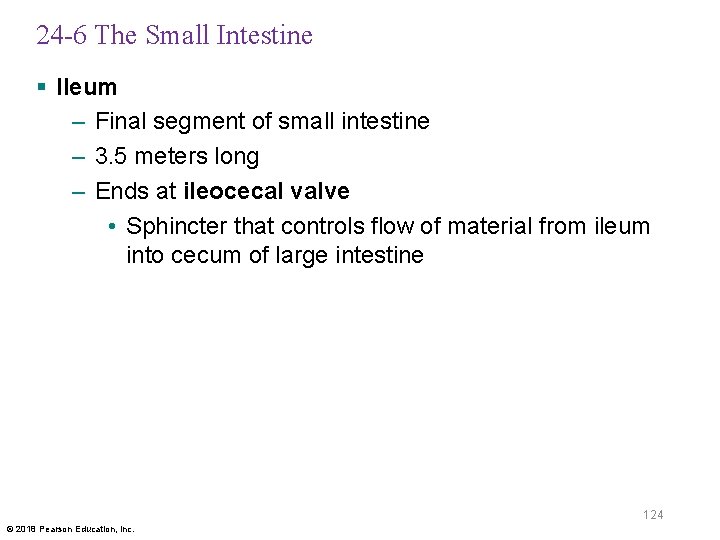 24 -6 The Small Intestine § Ileum – Final segment of small intestine –
