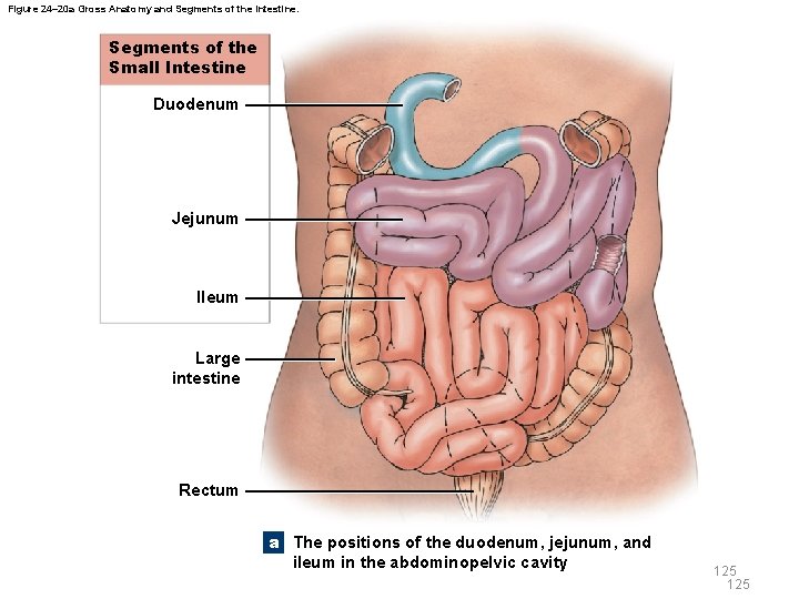 Figure 24– 20 a Gross Anatomy and Segments of the Intestine. Segments of the