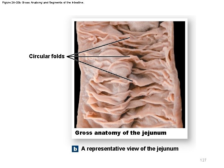 Figure 24– 20 b Gross Anatomy and Segments of the Intestine. Circular folds Gross